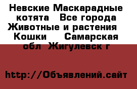 Невские Маскарадные котята - Все города Животные и растения » Кошки   . Самарская обл.,Жигулевск г.